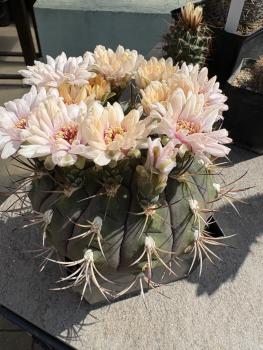 Gymnocalycium saglionis